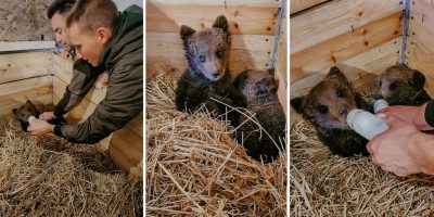 BINGO ZOO: Medvjedići iz Kreševa stigli u novi dom BINGO ZOO: Medvjedići iz Kreševa stigli u novi dom