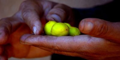 “S ovim uljem sam toliko smanjila bore da su skoro nevidljive!” – Žena (48) otkriva stari recept! “S ovim uljem sam toliko smanjila bore da su skoro nevidljive!” – Žena (48) otkriva stari recept!