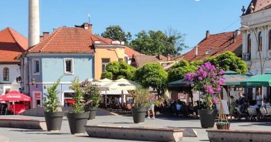 Najveći trg dodatno ukrašen: Ukrasno drveće na Trgu slobode