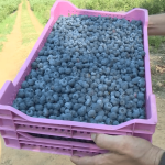 Ovo voće građani BiH ne smiju prenositi preko granice s Hrvatskom